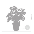 Monstera Monkey Leaf – Indoor Plant