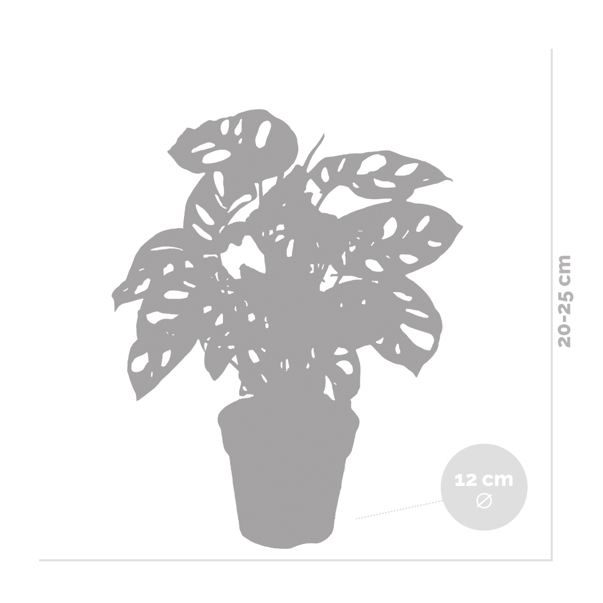 Monstera Monkey Leaf – Indoor Plant