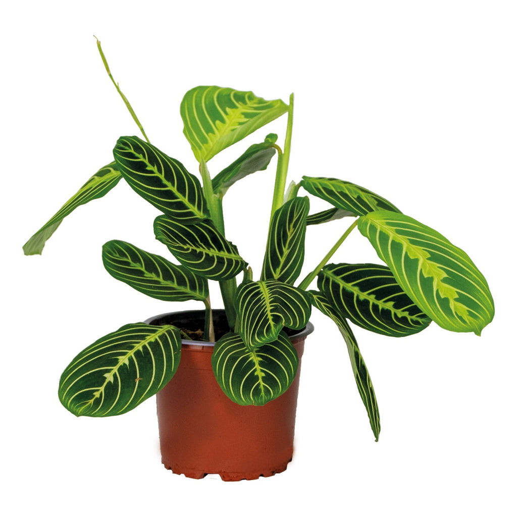 Maranta Lemon Lime – Houseplant