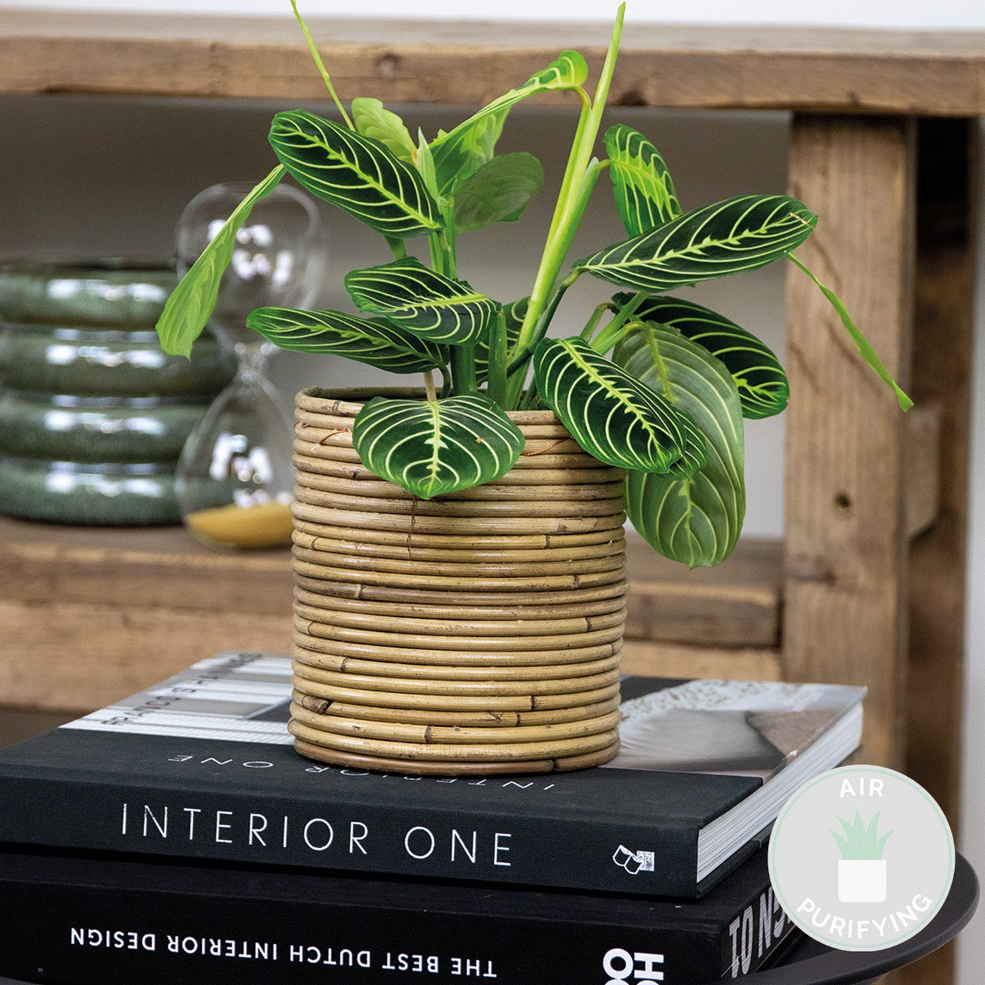 Maranta Lemon Lime – Houseplant