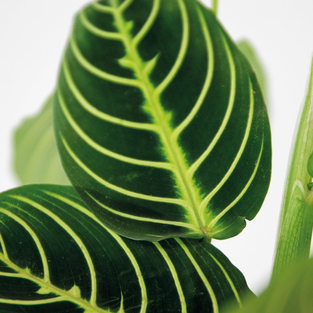 Maranta Lemon Lime – Houseplant