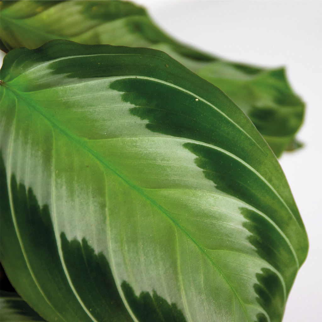 Maranta Silverband – Plante D'Intérieur
