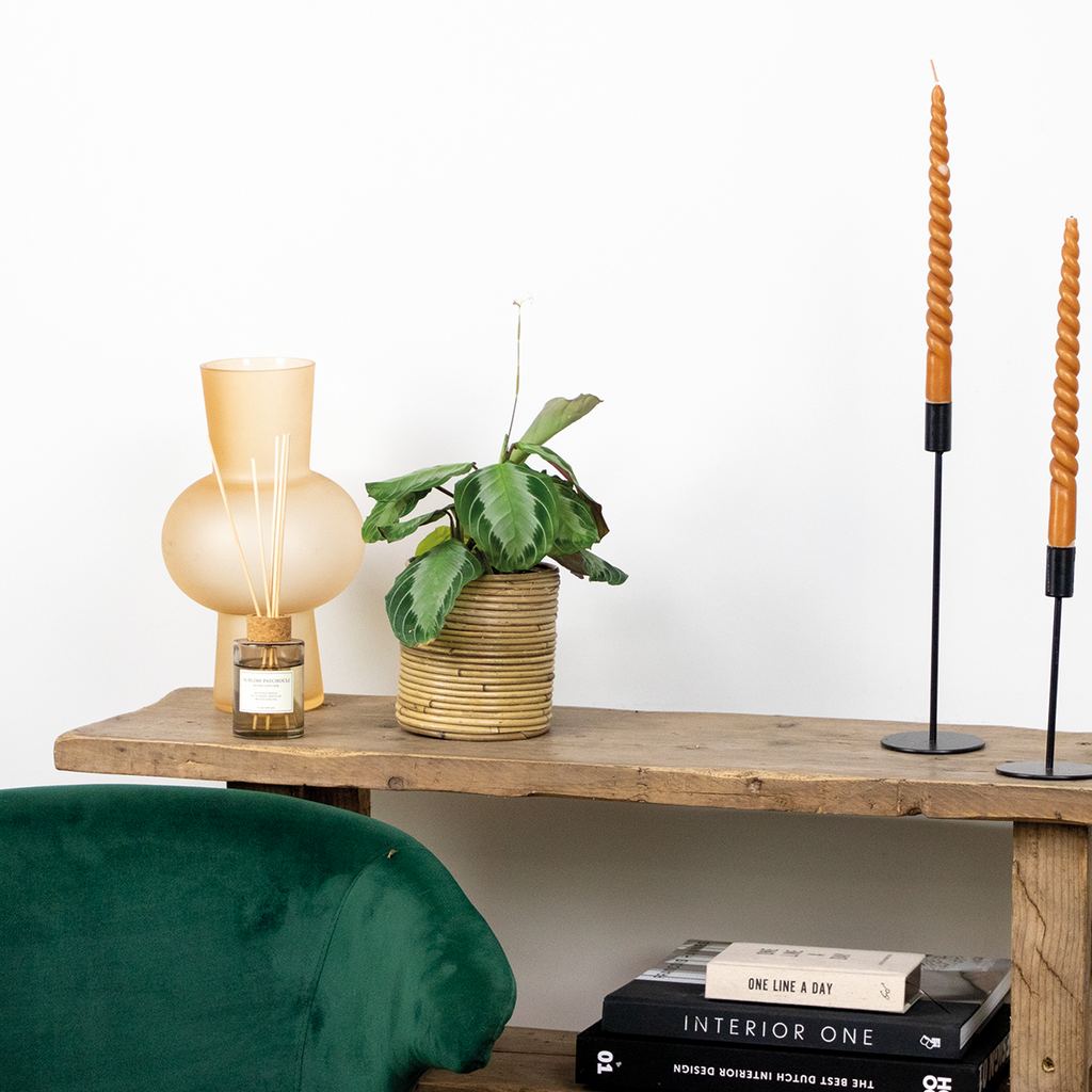 Maranta Silverband – Plante D'Intérieur