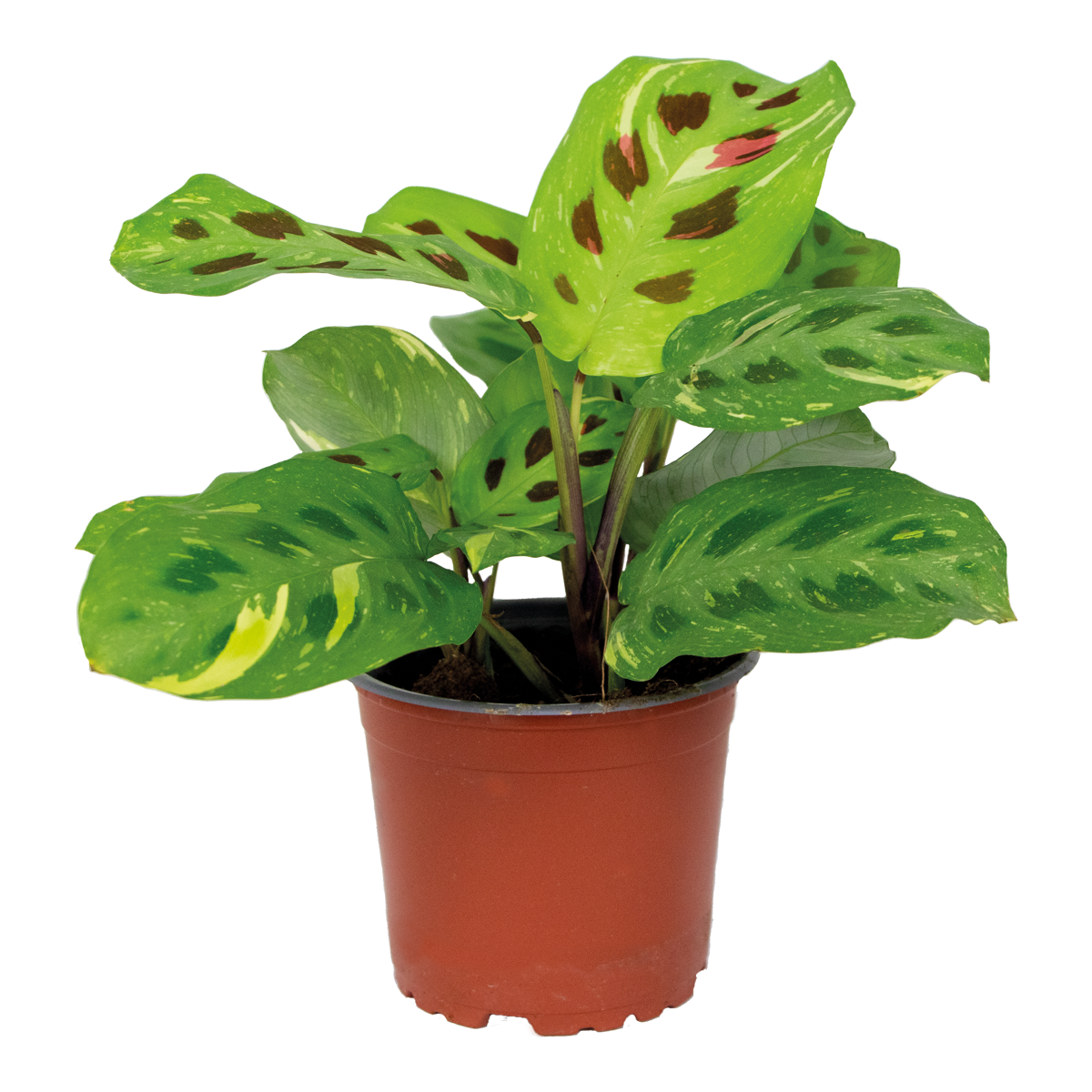 Maranta Variegata – Planta de interior