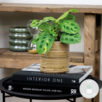 Maranta Variegata – Planta de interior