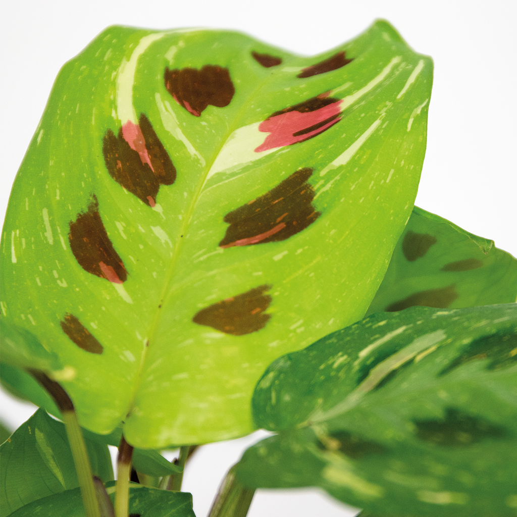 Maranta Variegata – Planta de interior