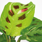 Maranta Variegata – Planta de interior