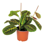 Maranta Tricolor – Plante D'Intérieur