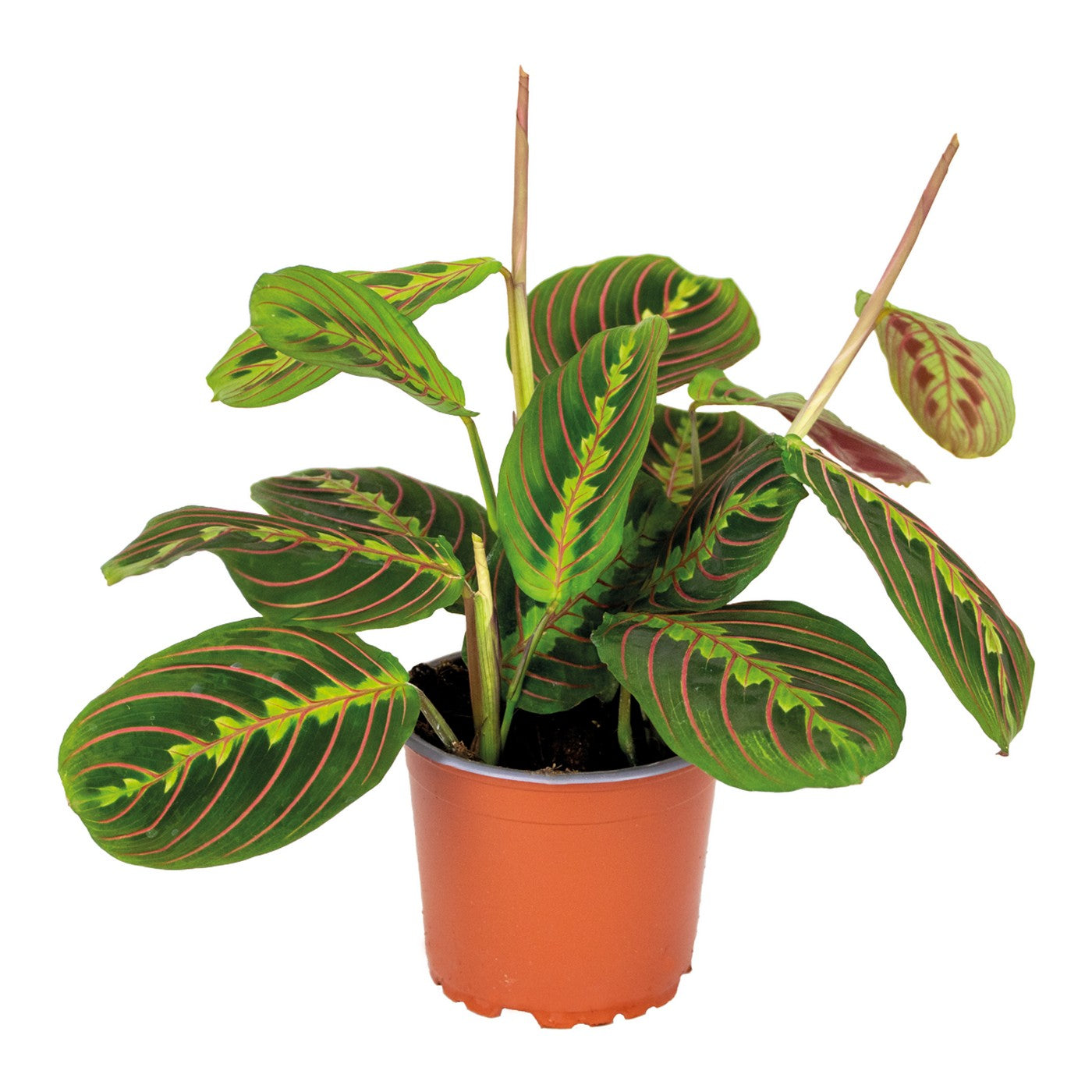 Maranta Tricolor – Plante D'Intérieur
