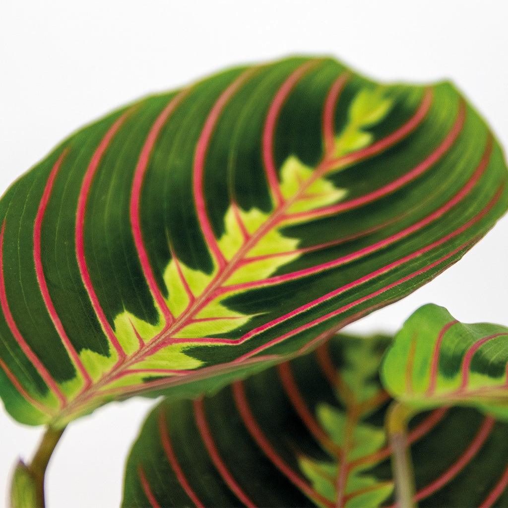 Maranta Tricolor – Plante D'Intérieur