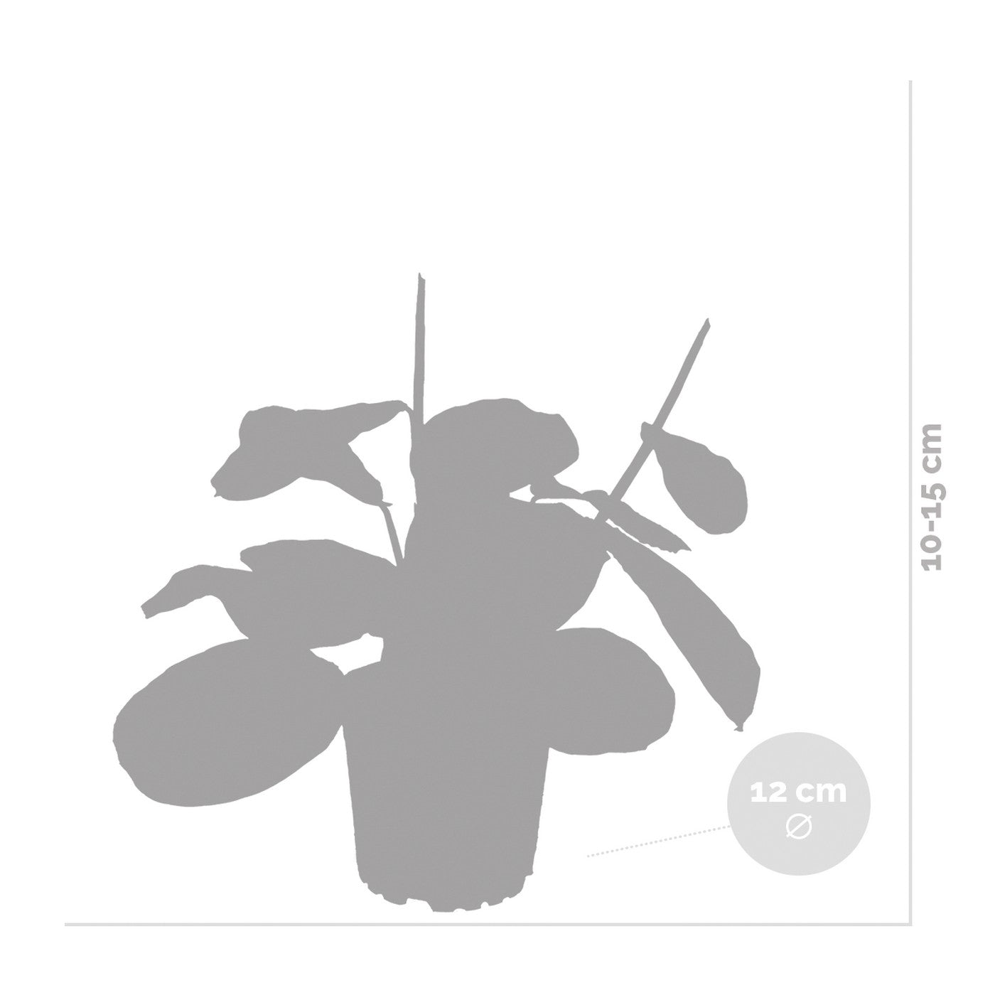 Maranta Tricolor – Plante D'Intérieur