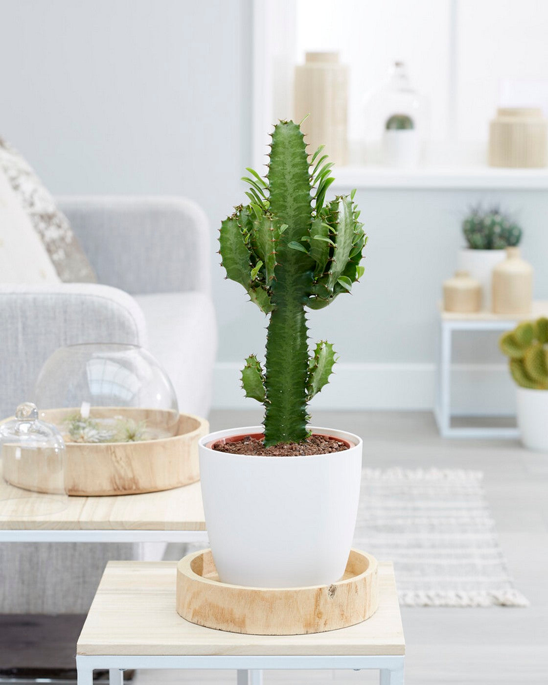 Euphorbe Cactus Cowboy – Plante D'Intérieur