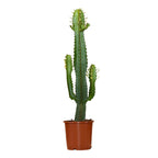 Euphorbe Cactus Cowboy – Plante D'Intérieur