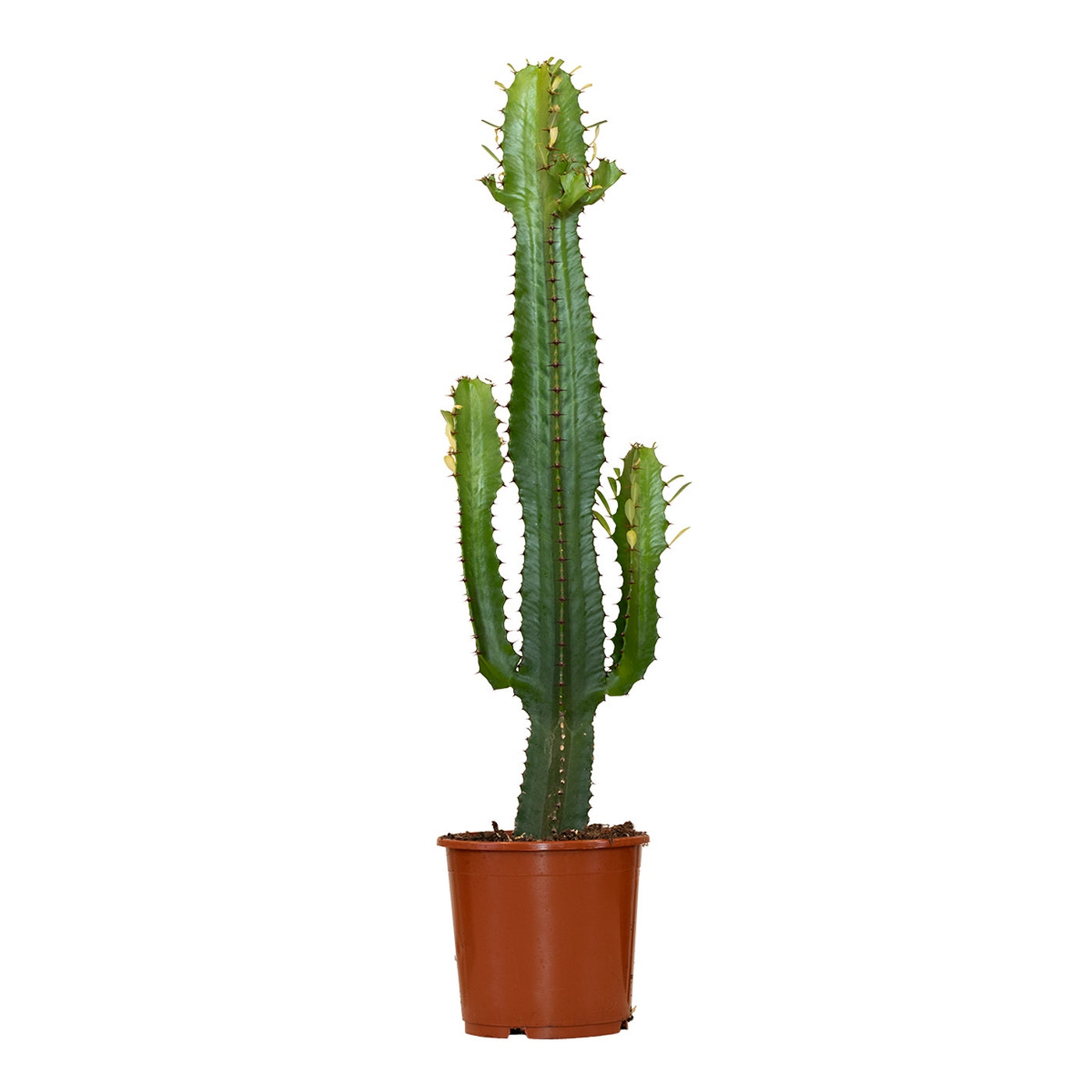 Euphorbe Cactus Cowboy – Plante D'Intérieur