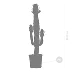 Euphorbe Cactus Cowboy – Plante D'Intérieur