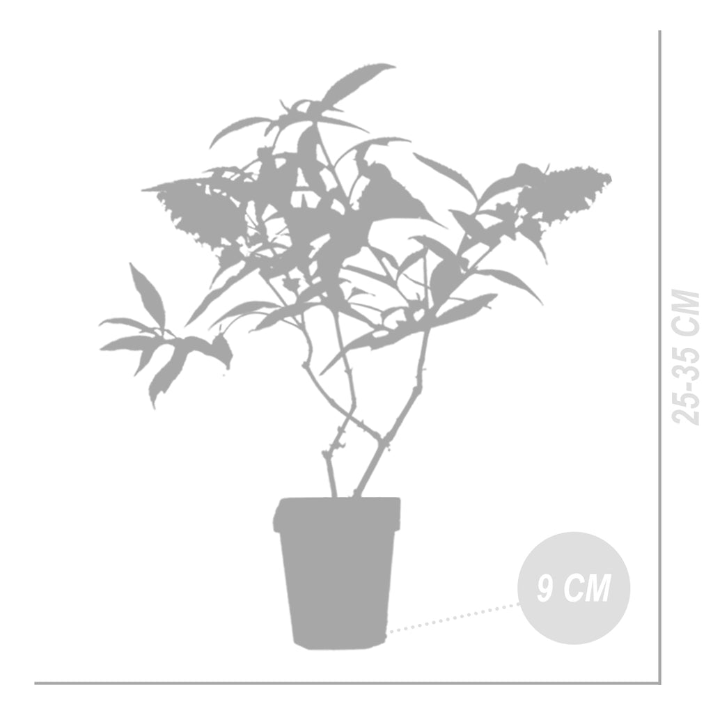 Mélange De 3 Arbres À Papillons Tricolor – Plante D'Extérieur