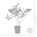 Mélange De 3 Arbres À Papillons Tricolor – Plante D'Extérieur