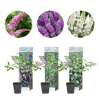 Mélange De 3 Arbres À Papillons Tricolor – Plante D'Extérieur