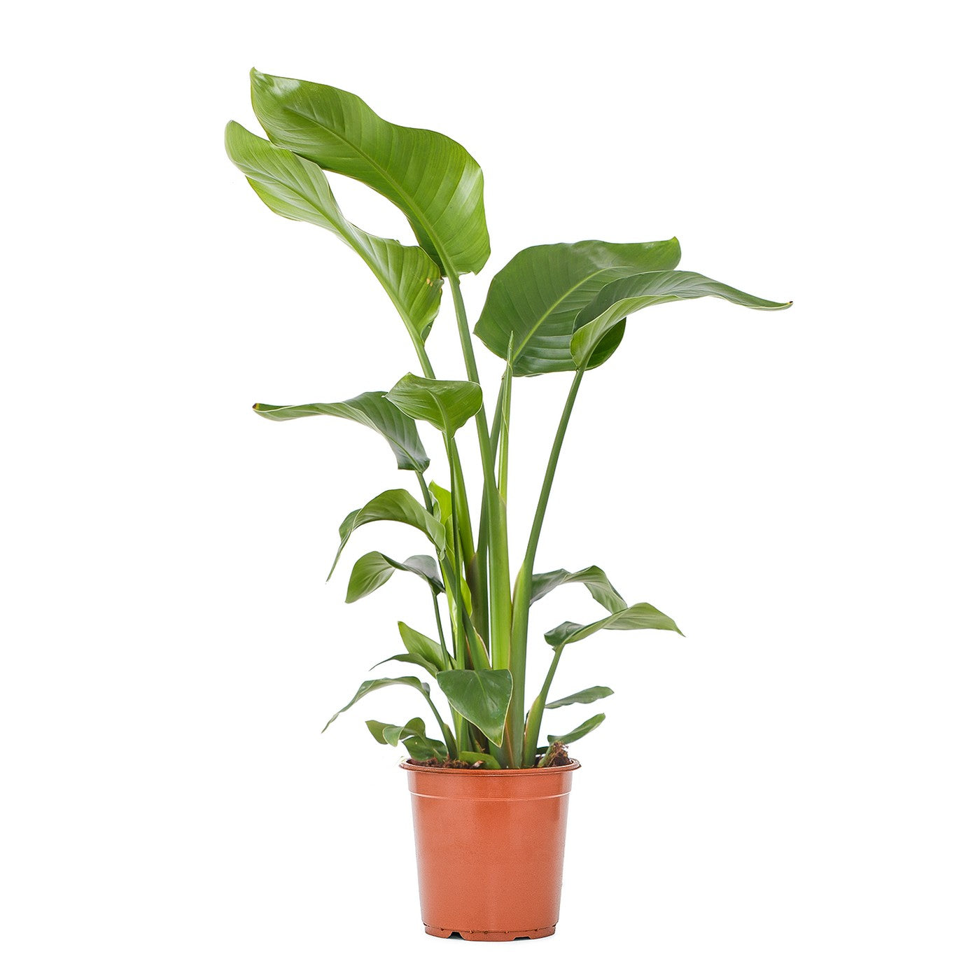 Strelitzia Nicolai – Plante D'Intérieur