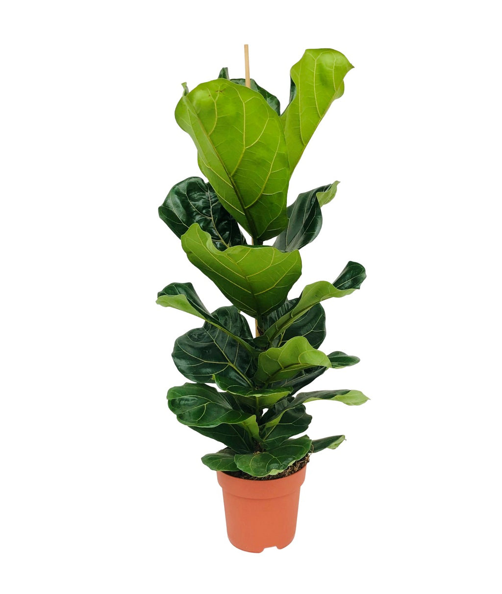 Ficus Lyrata – Plante D'Intérieur