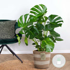Monstera deliciosa – Planta de interior