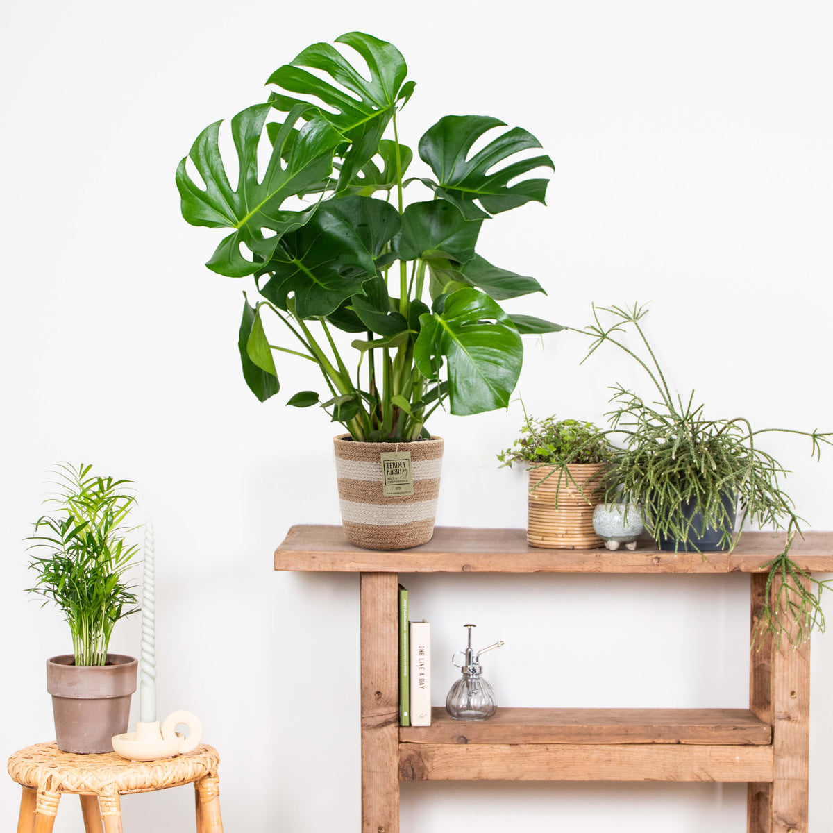 Monstera deliciosa – Planta de interior