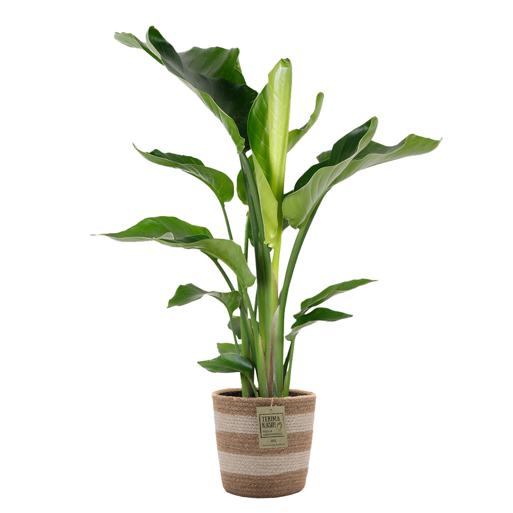 Strelitzia Nicolai – Plante D'Intérieur