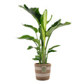 Strelitzia Nicolai – Plante D'Intérieur