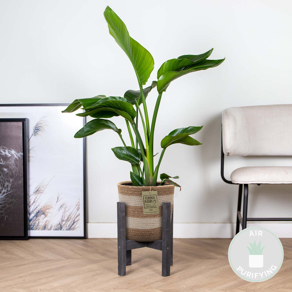 Strelitzia Nicolai – Plante D'Intérieur