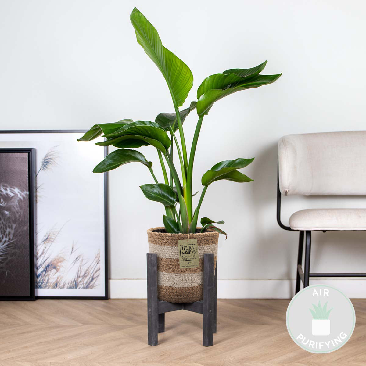 Strelitzia Nicolai – Plante D'Intérieur