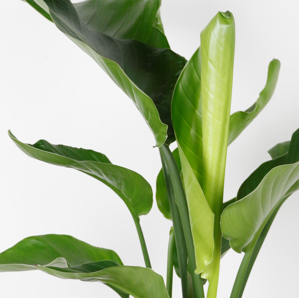 Strelitzia Nicolai – Plante D'Intérieur