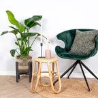 Strelitzia Nicolai – Plante D'Intérieur