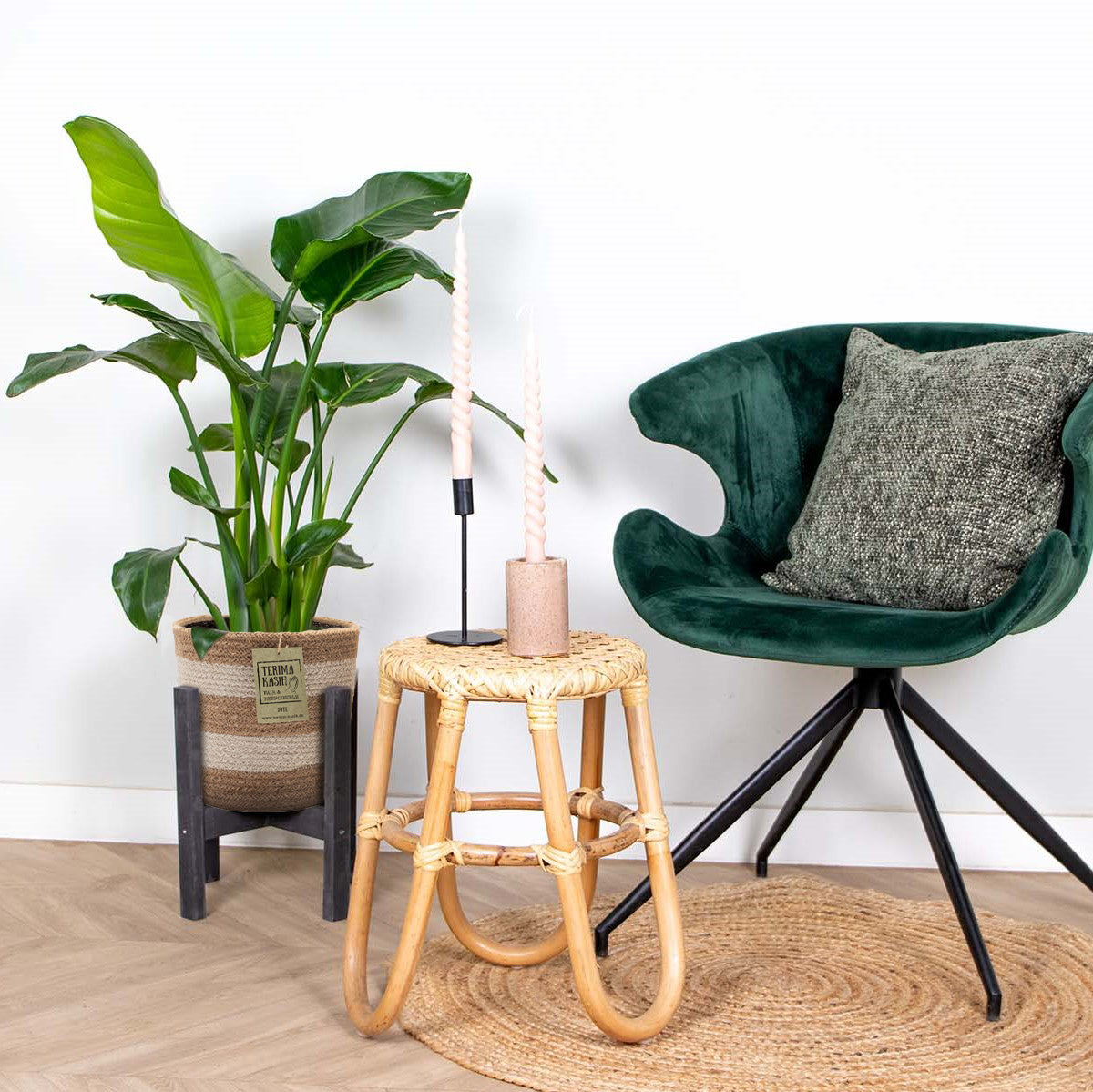 Strelitzia Nicolai – Plante D'Intérieur