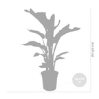 Strelitzia Nicolai – Plante D'Intérieur