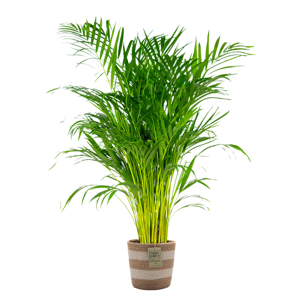 Areca Palm – Indoor Plant