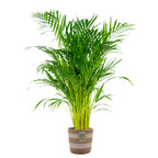 Areca Palm – Indoor Plant