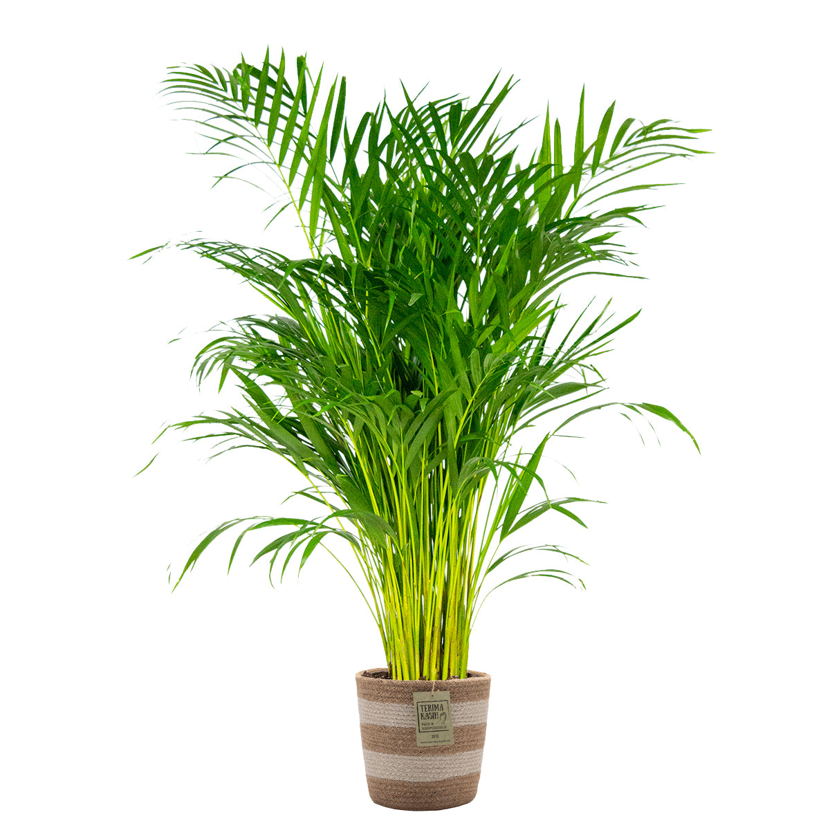 Areca Palm – Indoor Plant