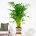 Areca Palm – Indoor Plant