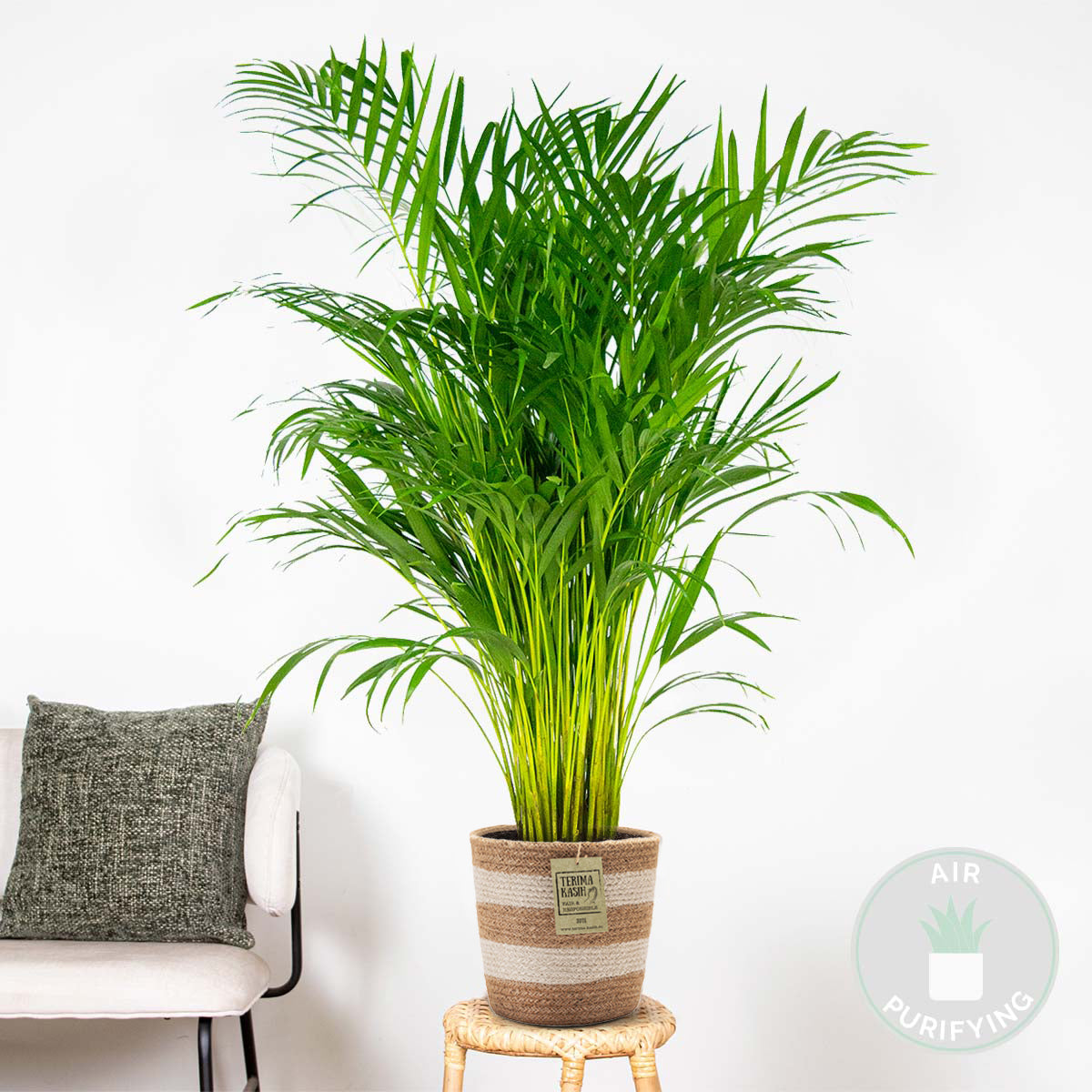 Areca Palm – Indoor Plant