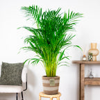Areca Palm – Indoor Plant
