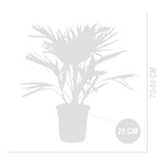 Chamaerops humilis – Planta de exterior