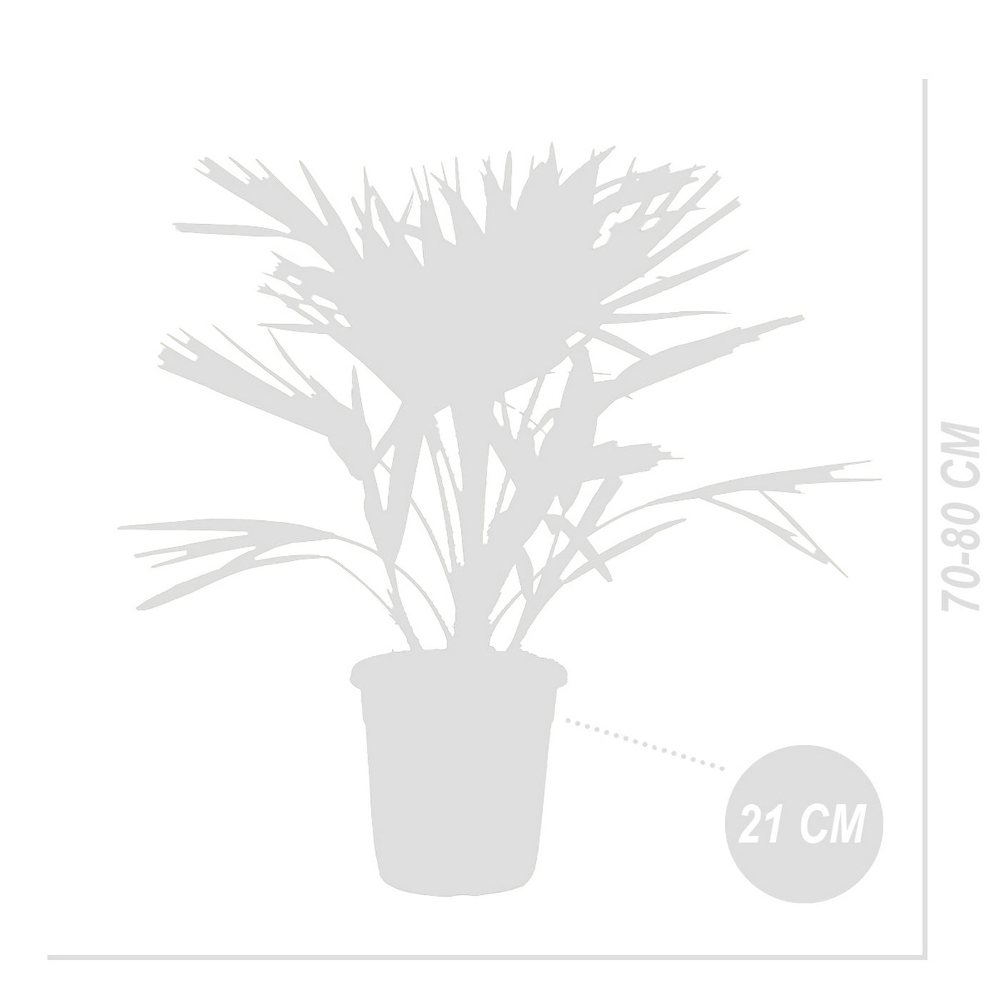 Chamaerops humilis – Planta de exterior