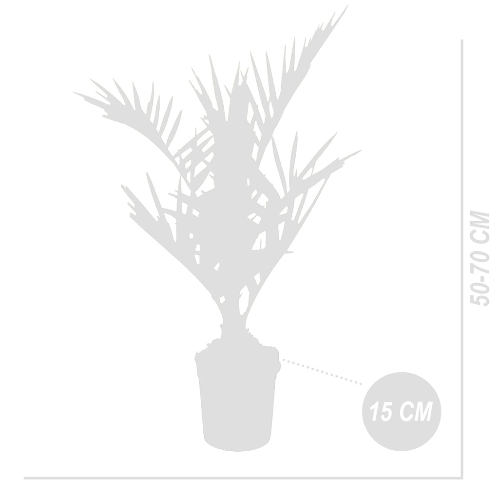 Palmera de Canarias – Planta de exterior