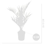 Palmera de Canarias – Planta de exterior