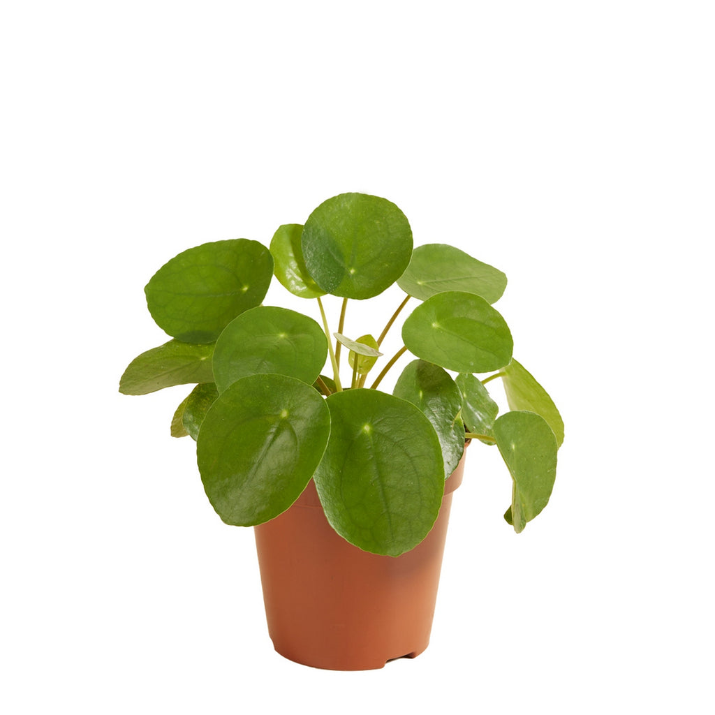 Pilea Peperomioides – Plante D'Intérieur