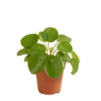 Pilea Peperomioides – Plante D'Intérieur