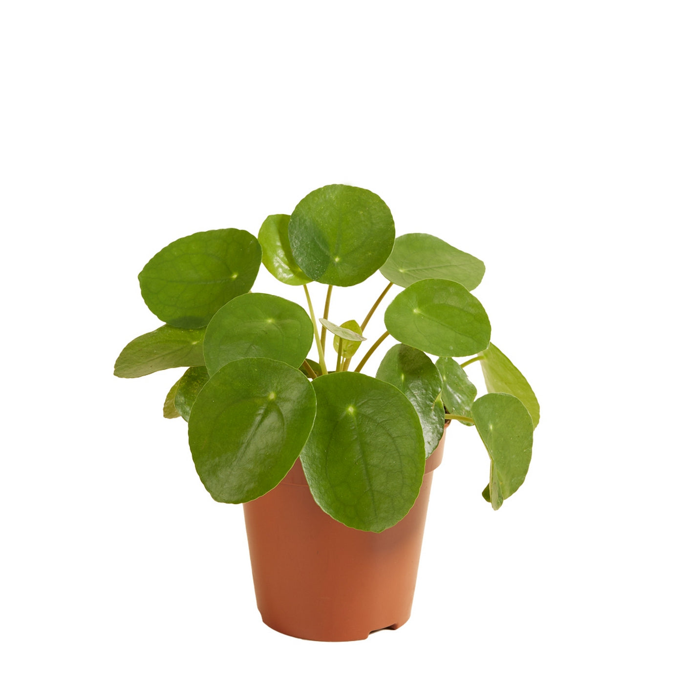 Pilea Peperomioides – Plante D'Intérieur