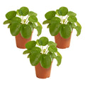 Set of 3 Pilea Peperomioides – Indoor Plant