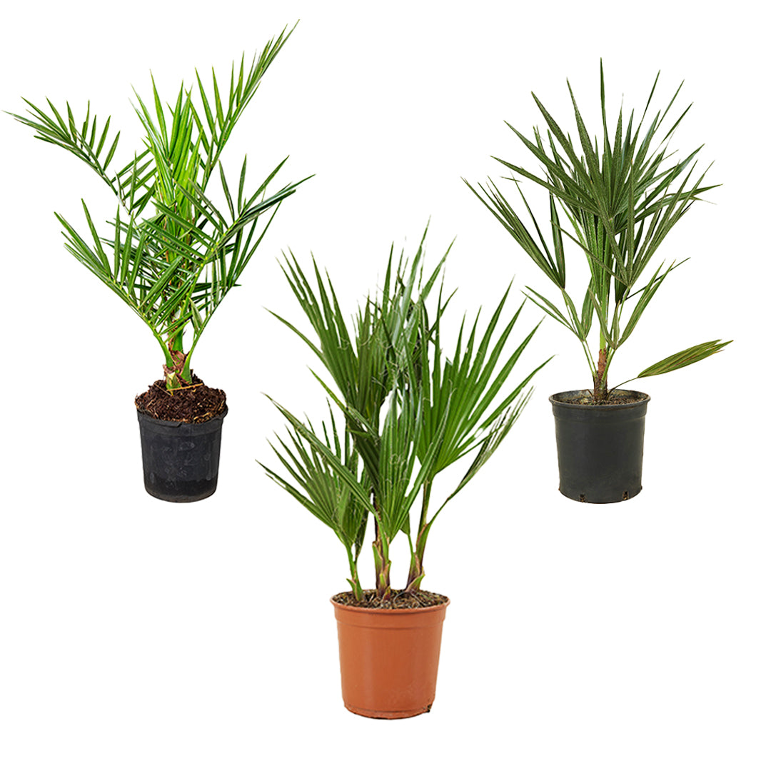 Lot De 3 Palmiers Rustiques – Plante D'Extérieur