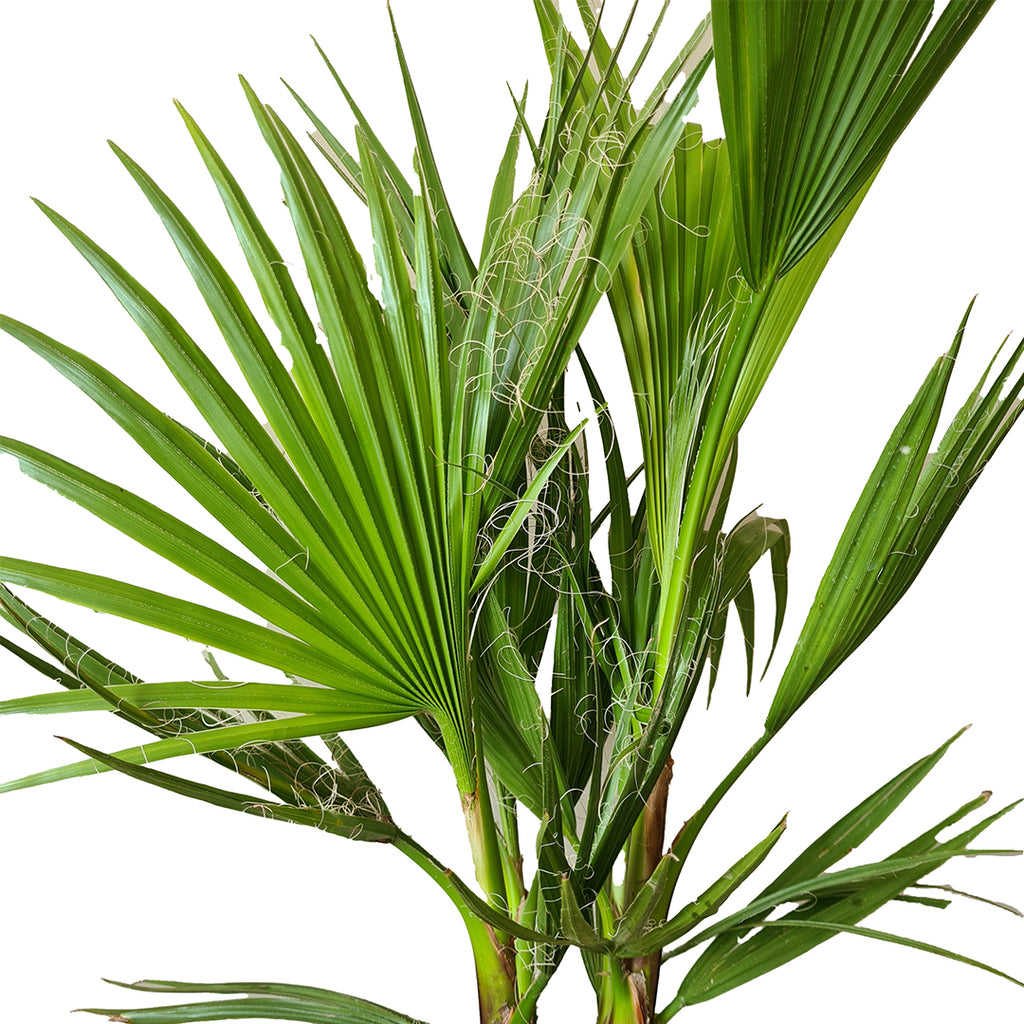 Lot De 3 Palmiers Rustiques – Plante D'Extérieur